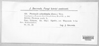 Diaporthe subordinaria image
